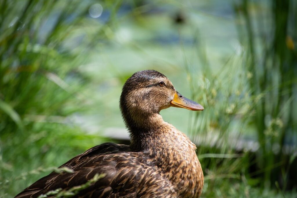 mallard wild duck