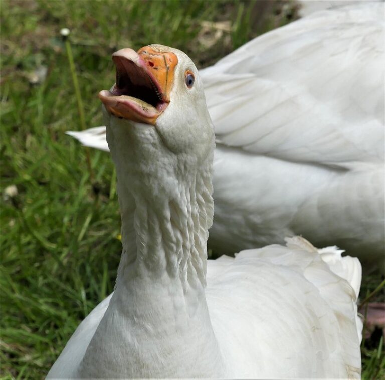 masculine goose