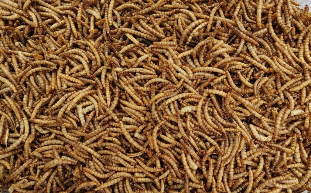 how do you dry mealworms