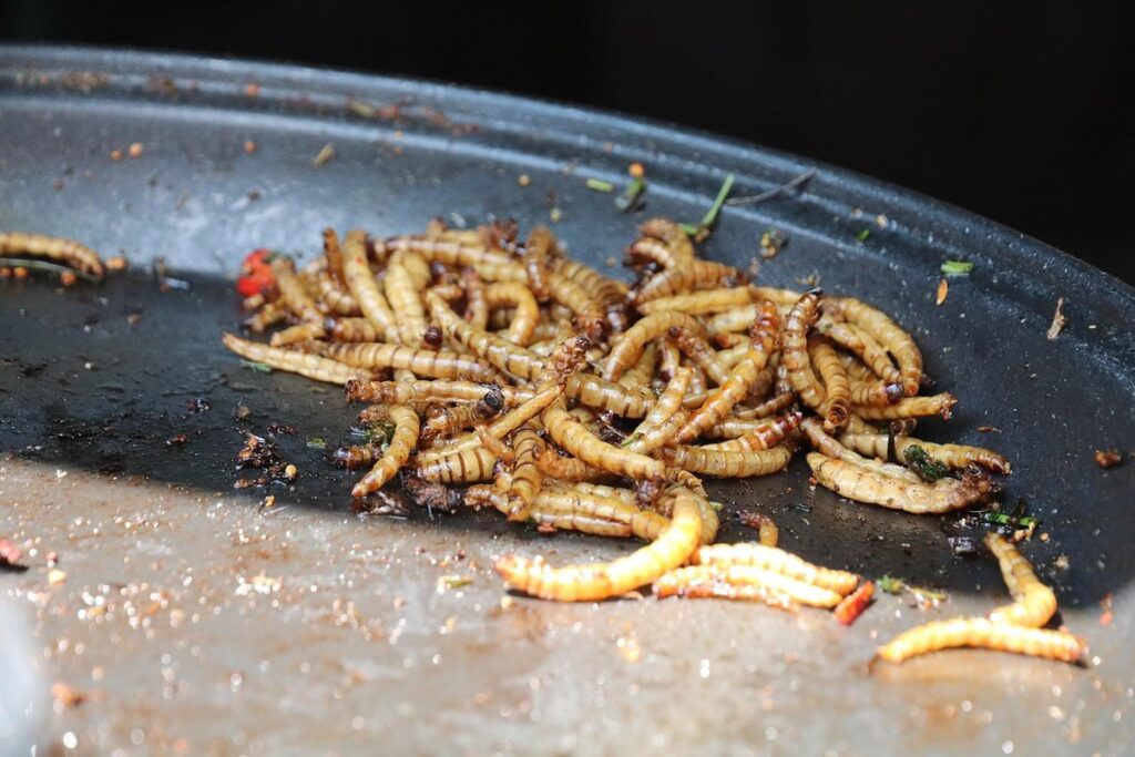 how to grow mealworms