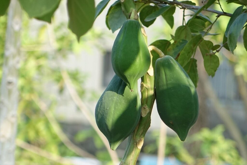 when to pick pawpaw