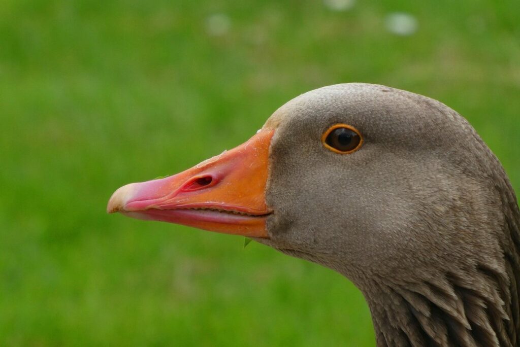 what do waterfowl eat