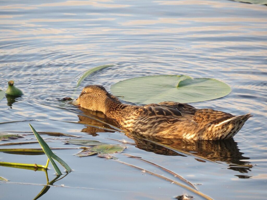 what to feed wild mallard ducks